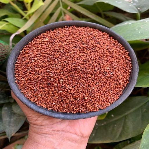 ragi ragi